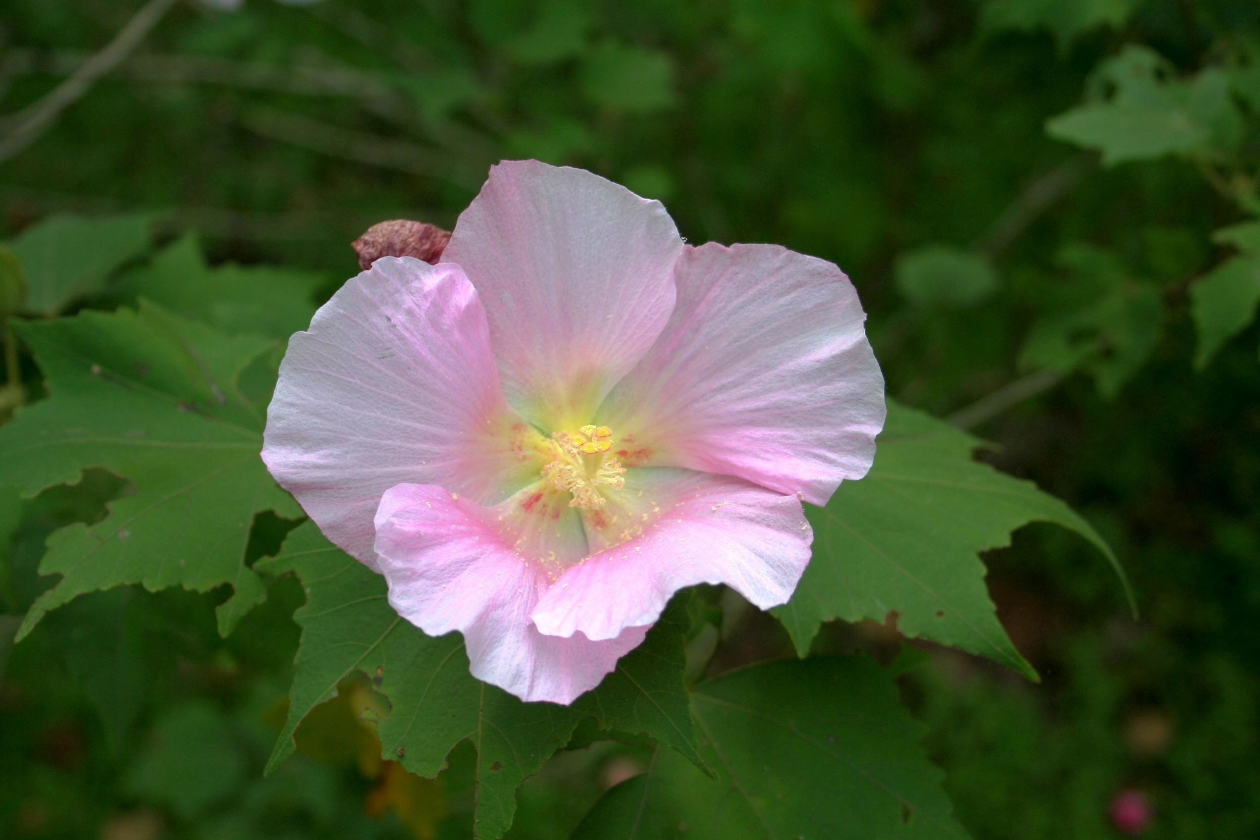 芙蓉花花语是什么意思 (芙蓉花花语是什么 芙蓉花花语)