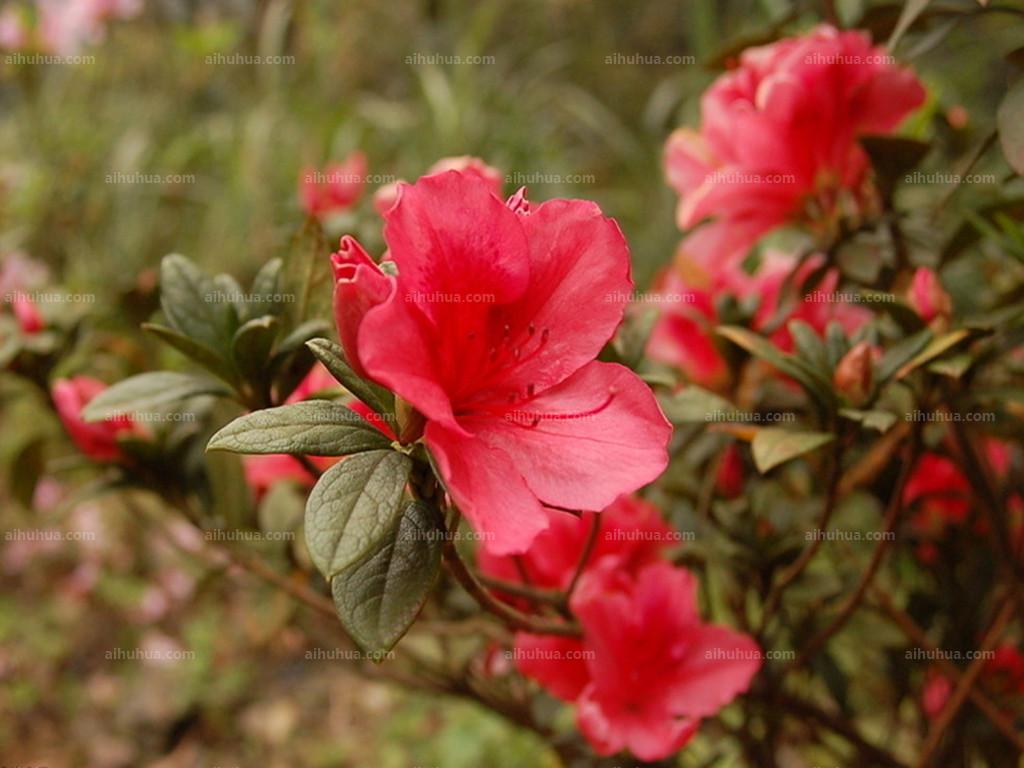 杜鹃花语是什么