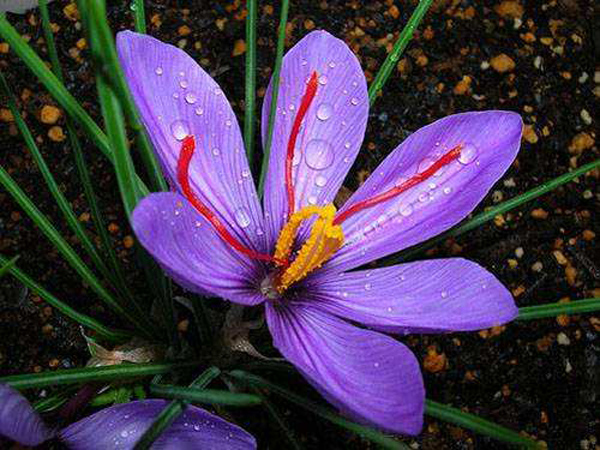 藏红花种植方法与时间 (藏红花种植方法 室内可以种植吗)