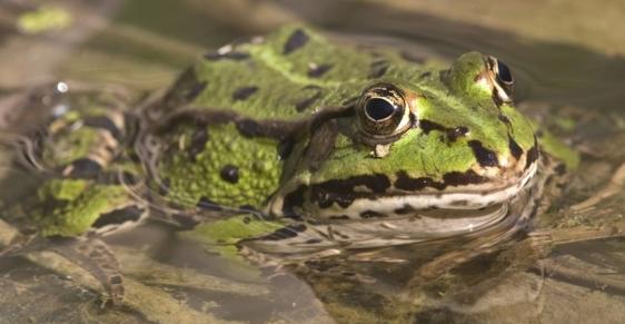 青蛙的繁殖方式 青蛙爱吃什么
