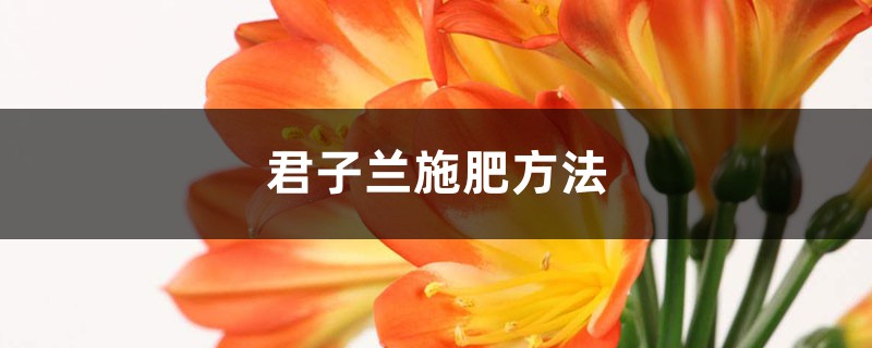 君子兰施什么肥才能开花 (君子兰施什么肥比较好 君子兰施什么肥好)