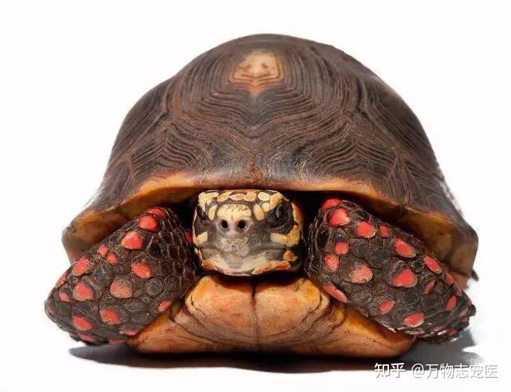 红腿陆龟能长多重