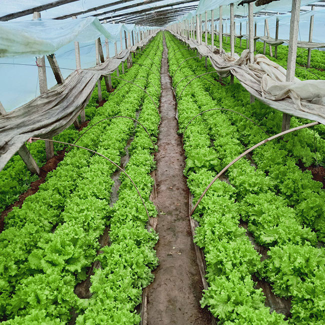 生菜怎么种植方法家里视频 (生菜怎么种植容易发芽)