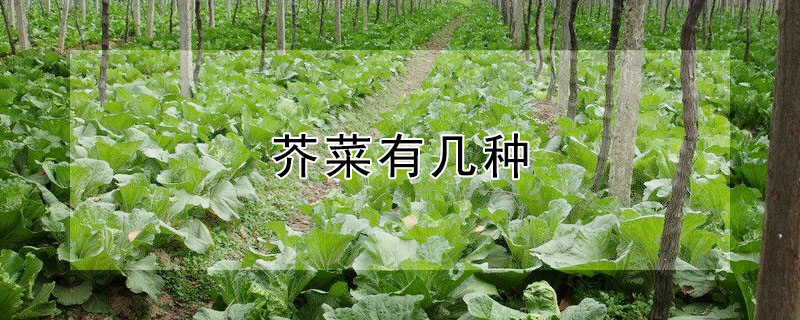 芥菜可以生吃吗