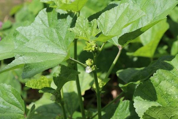 冬寒菜怎么吃好吃又简单 (冬寒菜怎么吃 冬寒菜)