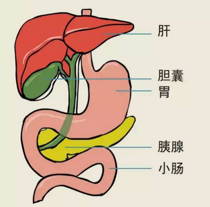 得了胆结石不疼是怎么回事 (得了胆结石不能吃鸡蛋吗 胆结石吃鸡蛋有影响吗)