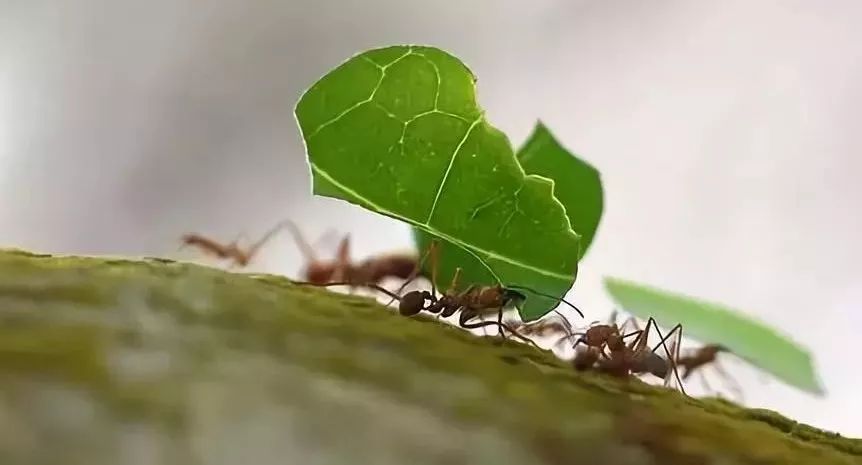 蚂蚁搬家为什么要下雨