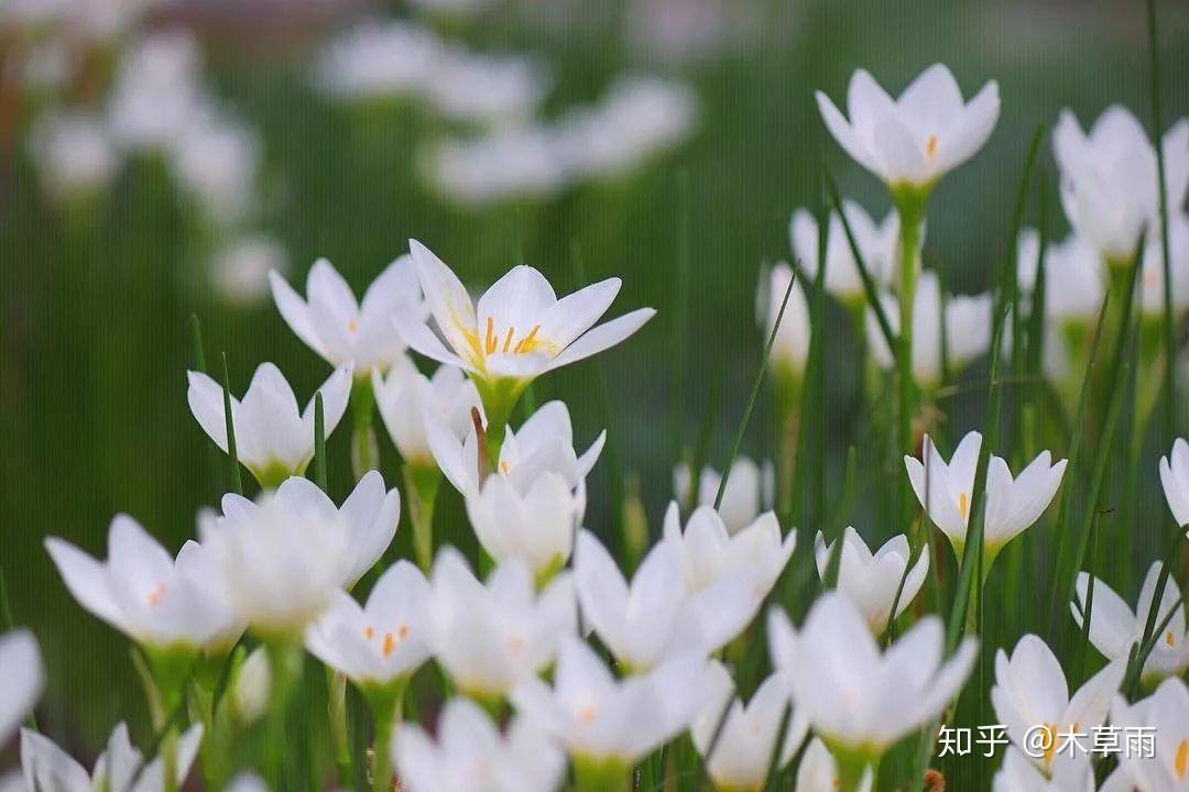 风雨兰的花语是什么 (风雨兰的花语)