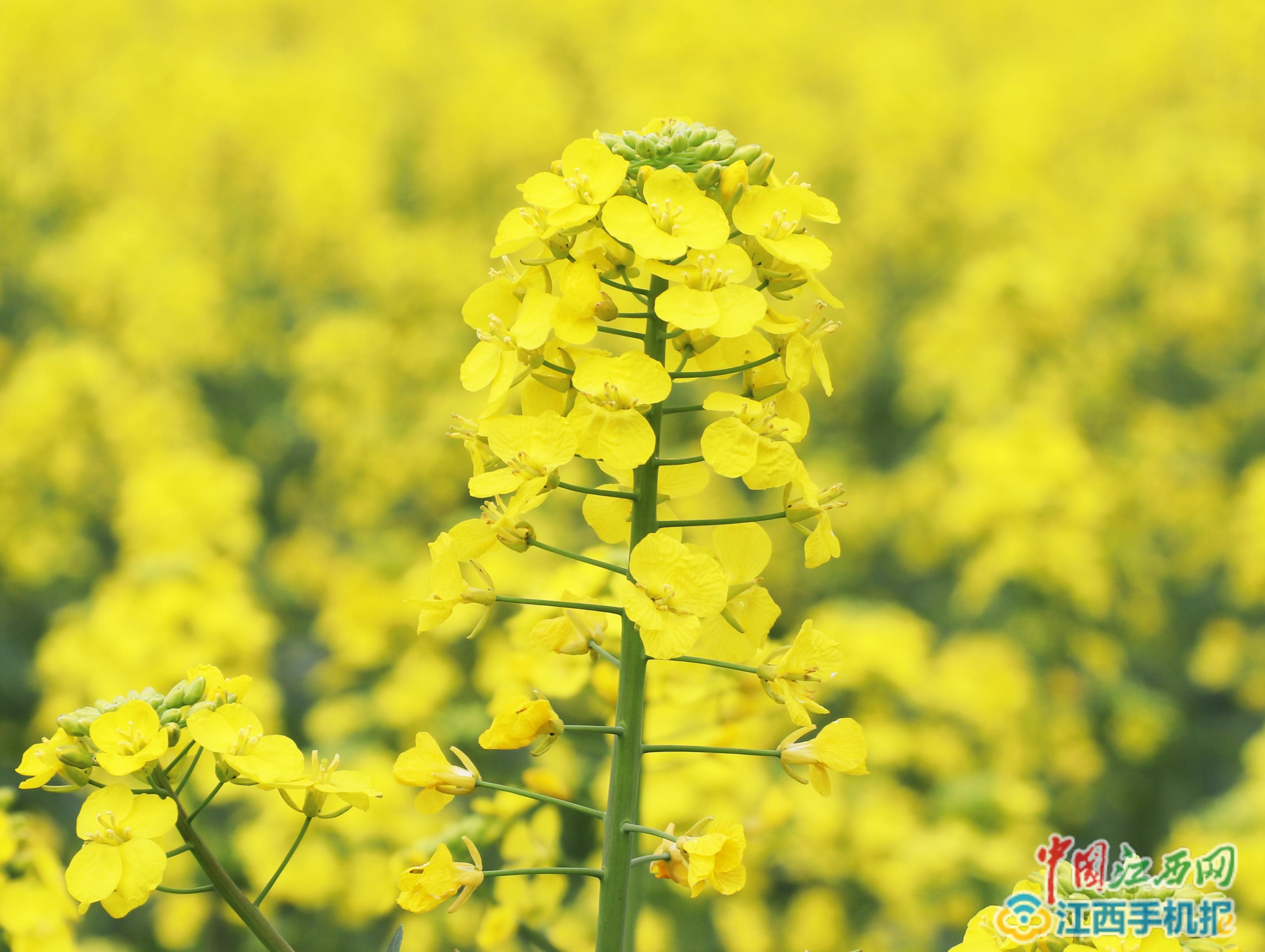 江西油菜花哪里最好看 (江西油菜花哪里最有名 2023年江西油菜花几月份开花)