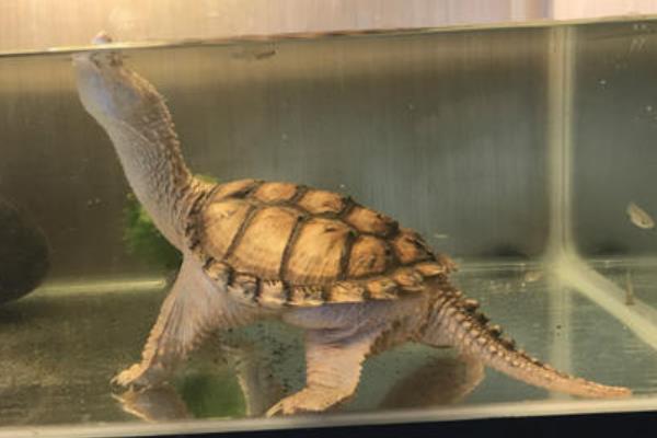 鳄鱼龟一年生几次蛋