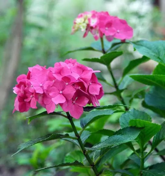 八仙花的施肥方法视频 (八仙花的施肥技巧)