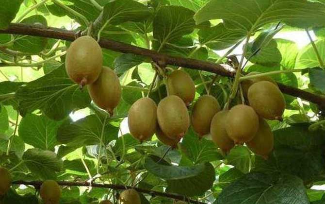 杨桃是猕猴桃的俗称吗