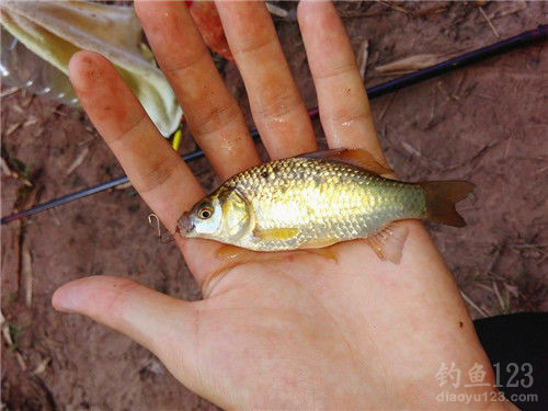 黑坑钓鲤鱼鱼漂怎么选择 (黑坑钓鲤鱼鱼竿选择 黑坑钓鲤鱼饵料搭配)