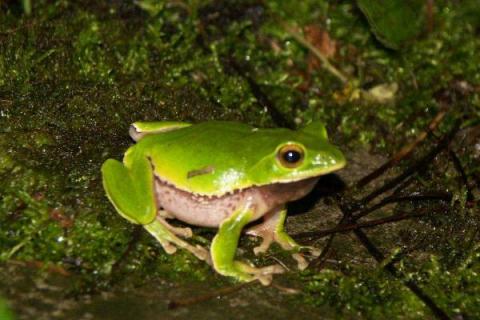 青蛙有几种种类 青蛙特点有哪些