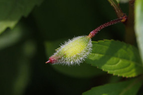 凤仙花种子发芽后最先生长出什么 (凤仙花种子发芽的过程)