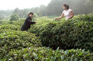 庐山云雾茶是红茶还是绿茶 (庐山云雾茶是什么茶 庐山云雾茶是什么茶类)