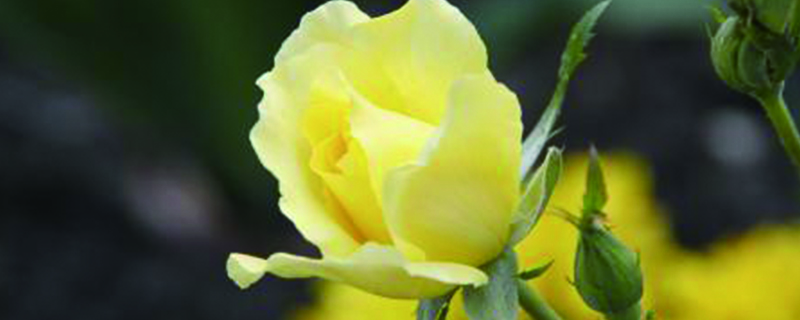 黄玫瑰的花语和象征意义 (黄玫瑰的花语是什么 黄玫瑰的花语)