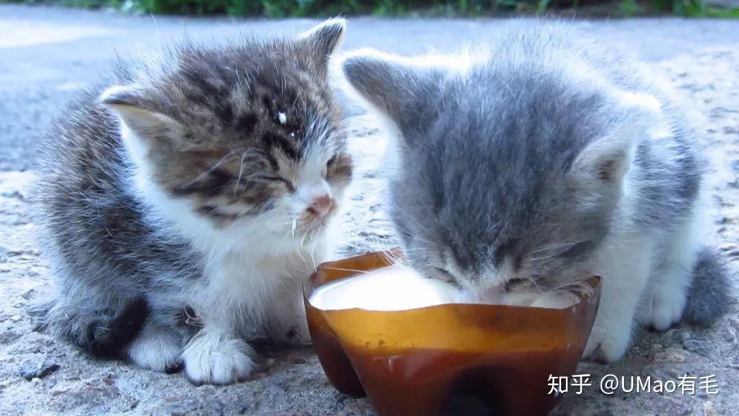 猫咪喝酸奶的注意事项 (猫咪喝酸奶的好处 猫咪是可以喝酸奶的吗)