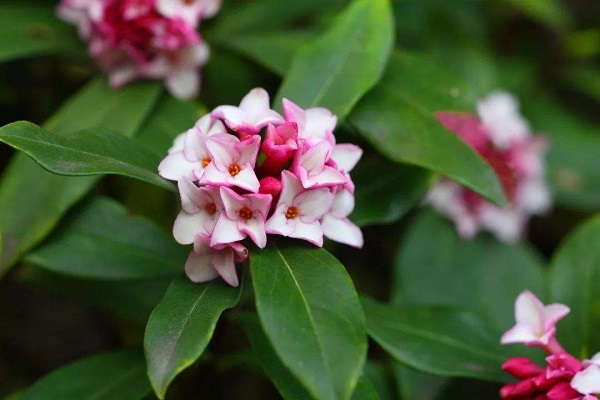 瑞香花放室内开空调可以吗 (瑞香花放室内有毒吗)