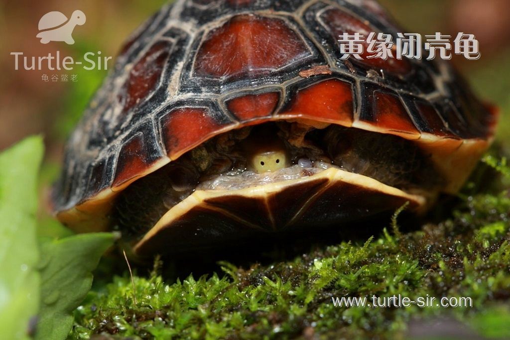 黄缘闭壳龟能活多少岁 (黄缘闭壳龟能长多大 多大可以闭壳)