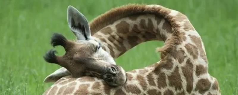 长颈鹿睡觉用什么姿势图片