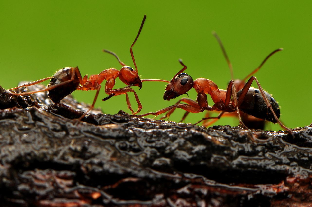 蚂蚁分类图鉴 (蚂蚁分类 蚂蚁有几种)