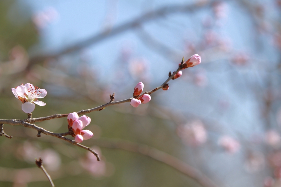 3月什么花开得最旺