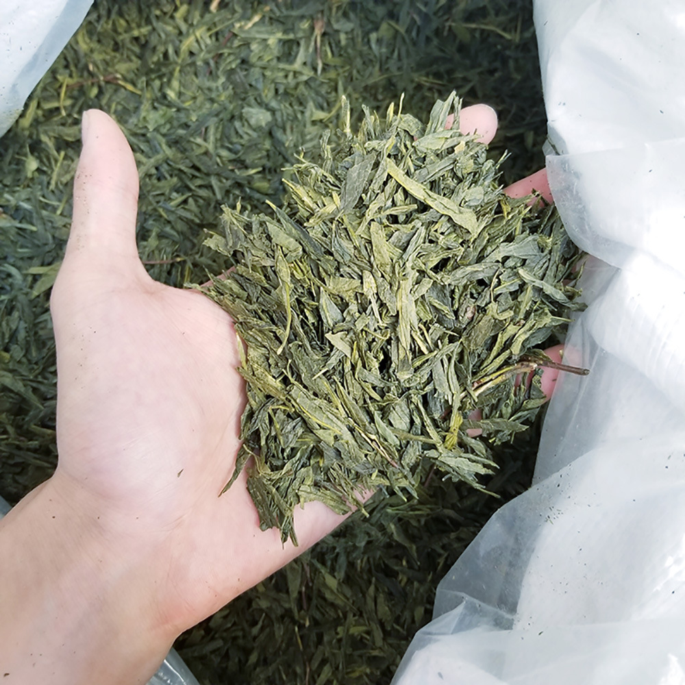 蒸青绿茶的品种有哪些 (蒸青绿茶的品质特征 蒸青突显了绿茶的三绿特征)
