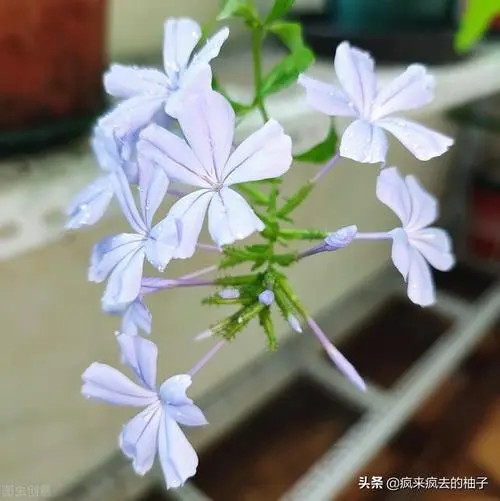 桂花怎么修剪枝叶及修剪时间 (桂花怎么修剪 桂花的修剪方法)