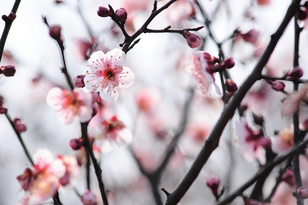 3月份开的花有哪些图片 (3月份开的花有哪些 桃花是什么植物)