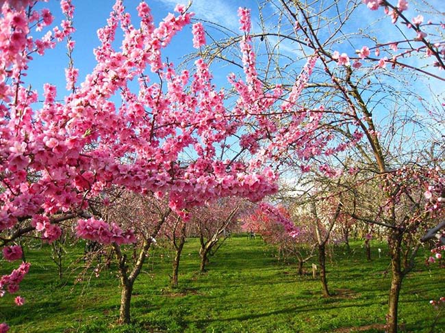 春天桃树施什么肥好