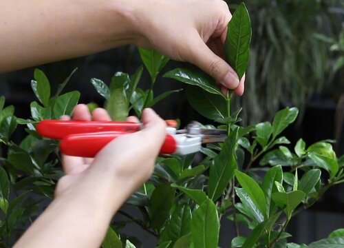 栀子花什么时候开花,一年开几次 (栀子花什么时候开 栀子花的开花时间)