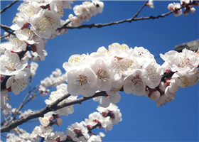 杏花的开花时间是几点 (杏花的开花时间 杏花什么时候开)