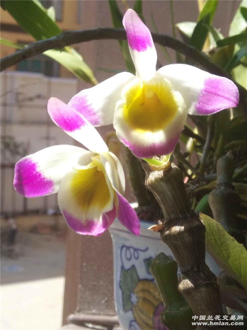 紫色石斛兰的花语