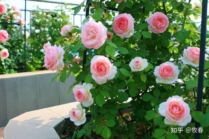 月季花的开花过程 (月季花的开花时间 月季花什么时候开)