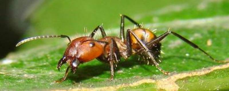 蚂蚁的生活特征和生活方式 (蚂蚁的生活特征简单介绍 蚂蚁的习性)