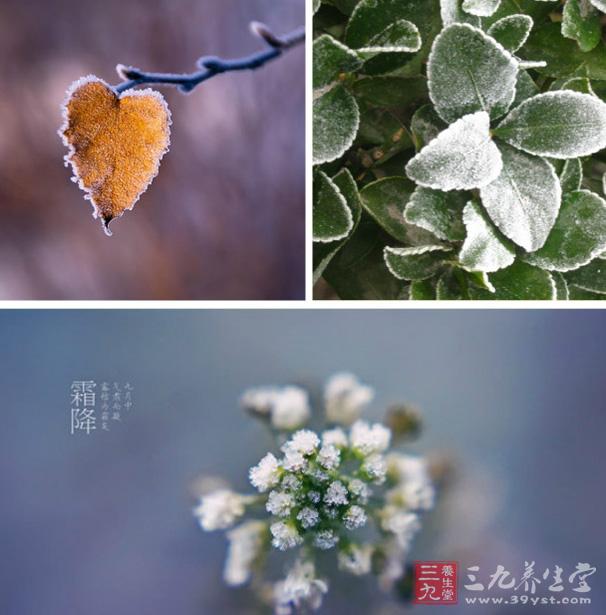 霜降是什么季节的节气? (霜降是什么季节的节气 霜降节气的含义是什么吃什么)