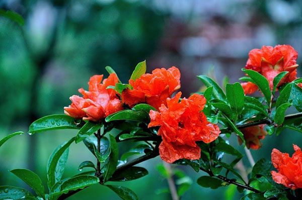 石榴花的花语和象征意义 (石榴花花语 石榴花花语是什么)