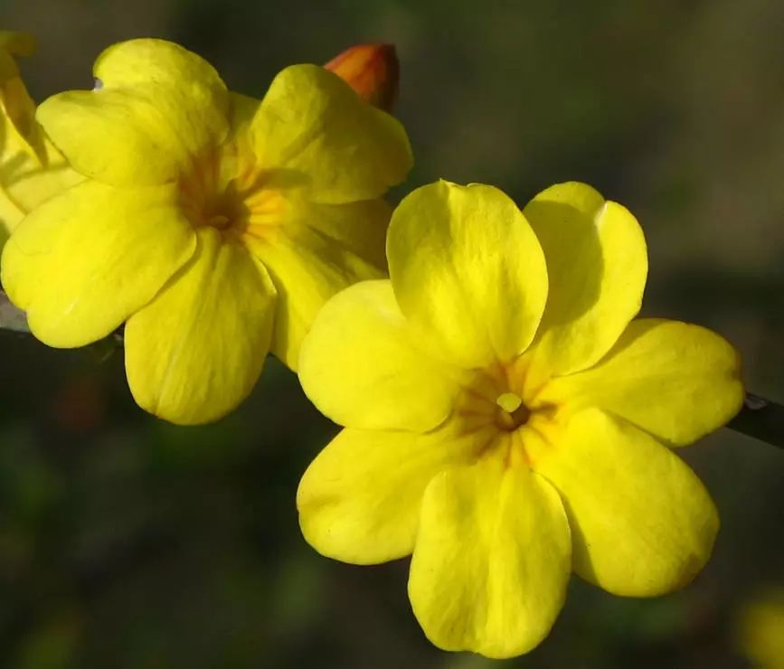 长春花和迎春花的区别