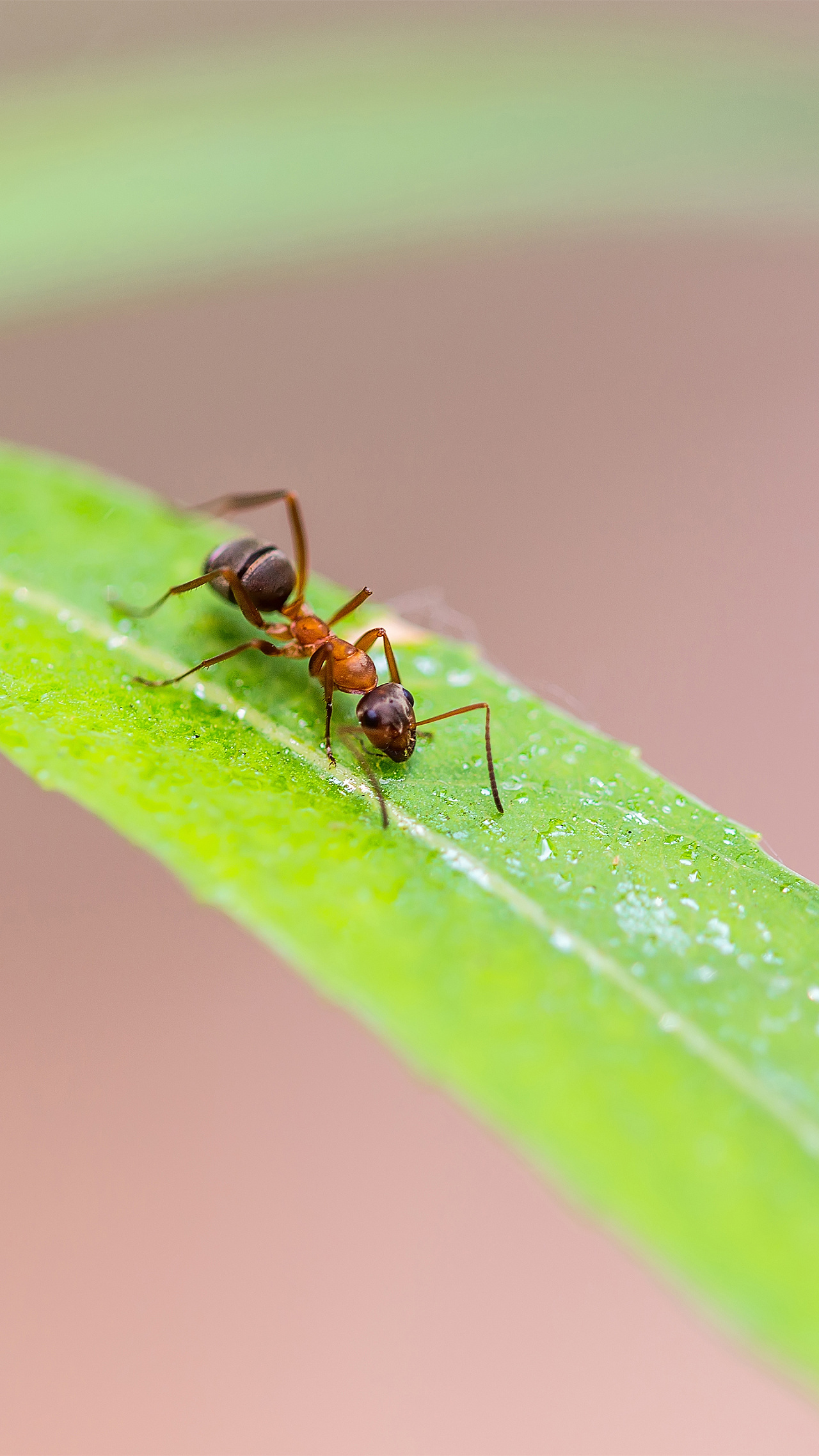 蚂蚁有什么用 蚂蚁的特性是什么