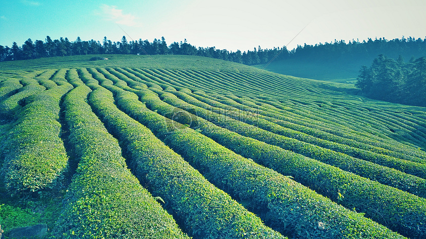 茶树的个性是什么 茶树不开花是什么要素