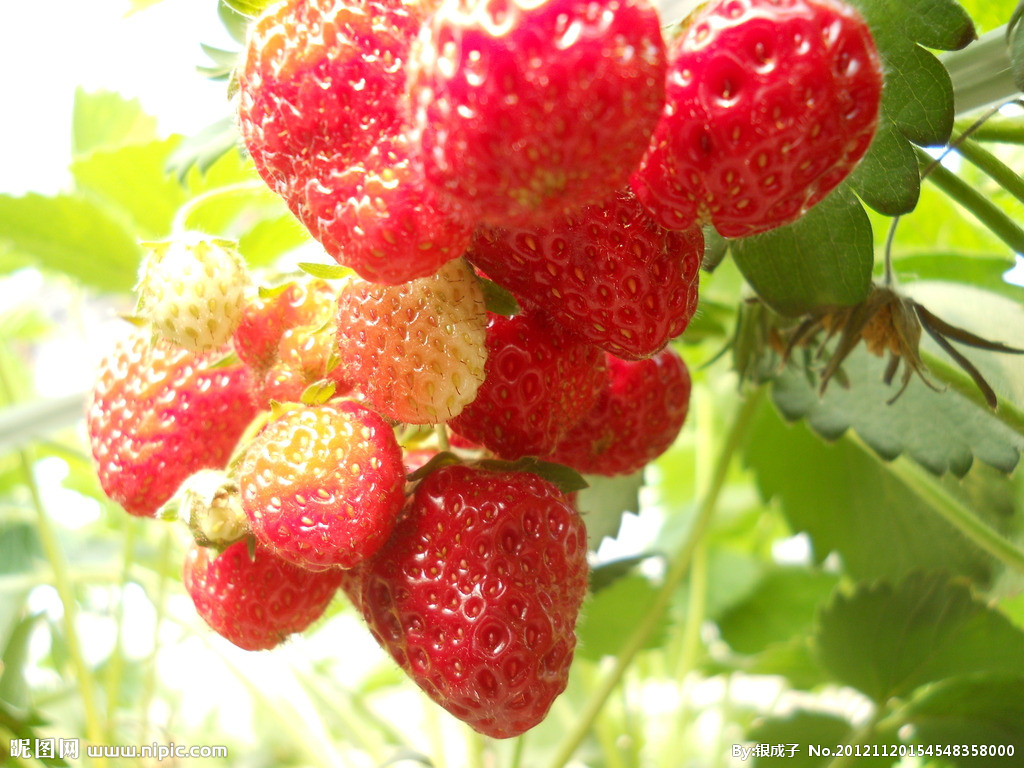 草莓是什么节令的水果 吃草莓的节令是几月份