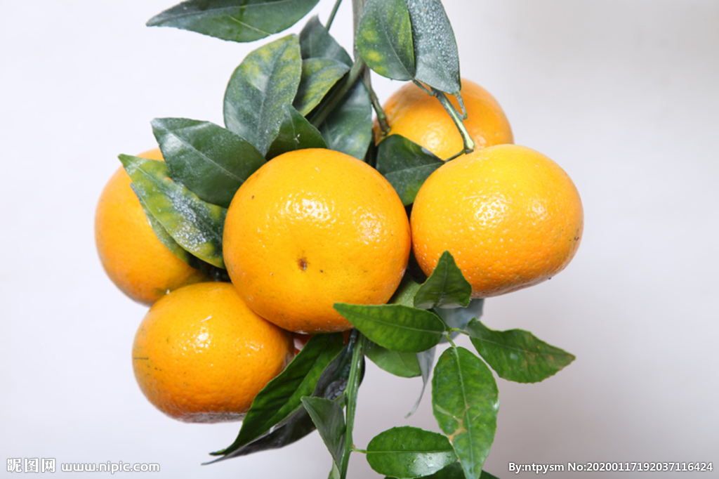 沃柑和橙子哪个营养价值高