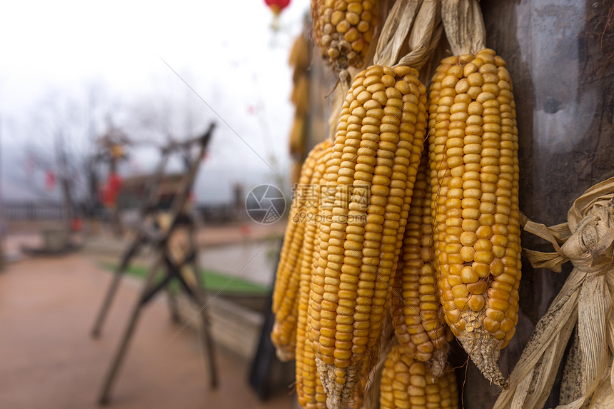 串钩挂玉米粒好用吗 钓鲤鱼技巧