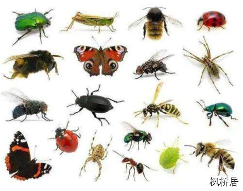 哪些昆虫有不凡的才干 昆虫的不凡行为都有哪些