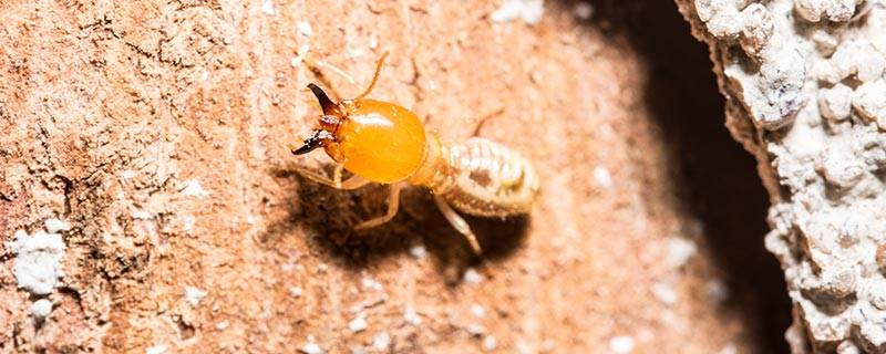 家里出现会飞的蚂蚁怎么办 家里有很多会飞的蚂蚁怎么办