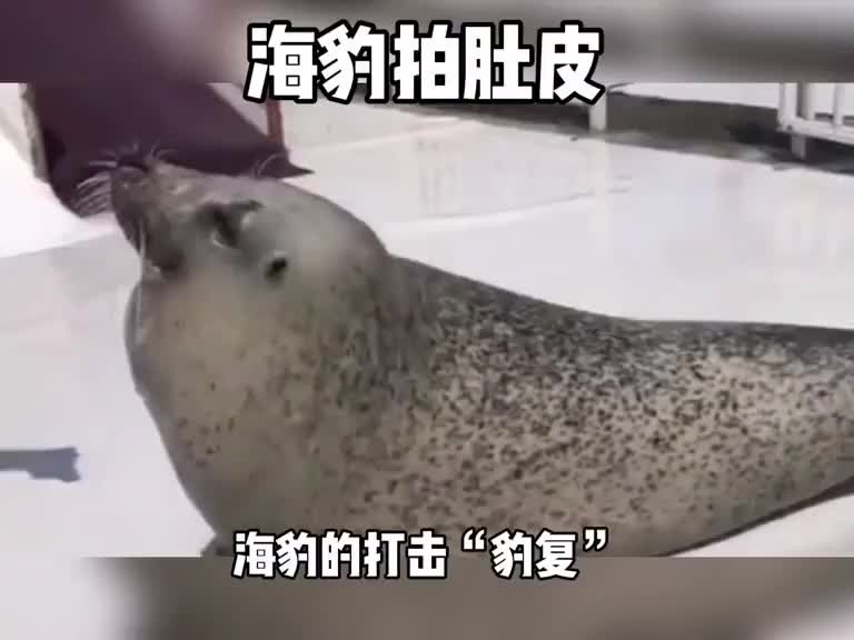 拍肚皮代表什么意思 海豹为什么会拍肚皮