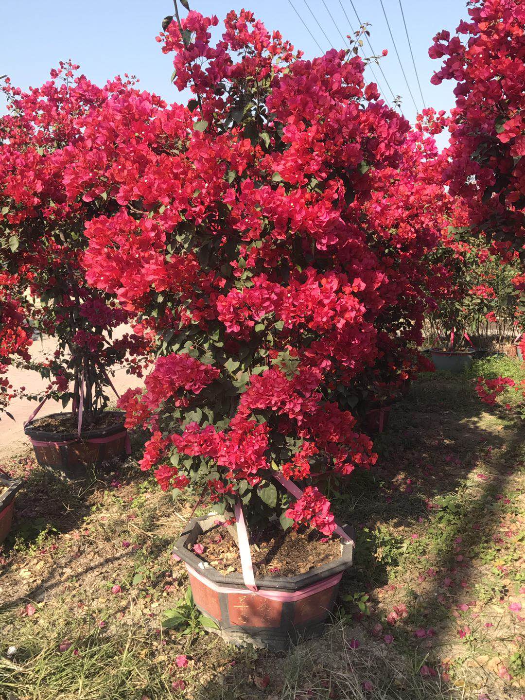 三角梅花期施哪种肥 三角梅花期施什么肥