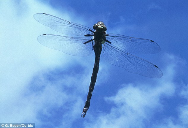 蜻蜓的寿命多少 蜻蜓的寿命