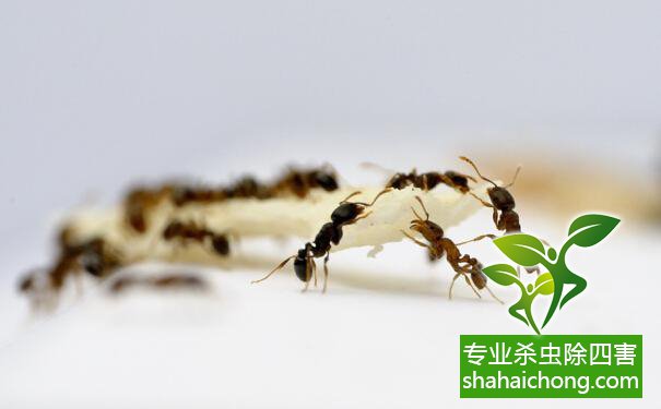 怎样防蚂蚁最有效的方法